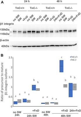 Tenascin-C fibronectin D domain is involved in the fine-tuning of glial response to CNS injury in vitro